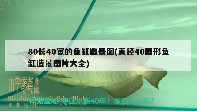 80長40寬的魚缸造景圖(直徑40圓形魚缸造景圖片大全) 高背金龍魚