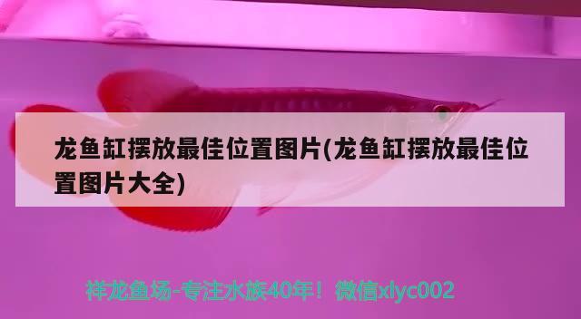 龍魚缸擺放最佳位置圖片(龍魚缸擺放最佳位置圖片大全) 三間鼠魚