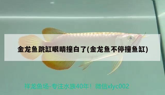 金龍魚跳缸眼睛撞白了(金龍魚不停撞魚缸) 魚缸風(fēng)水