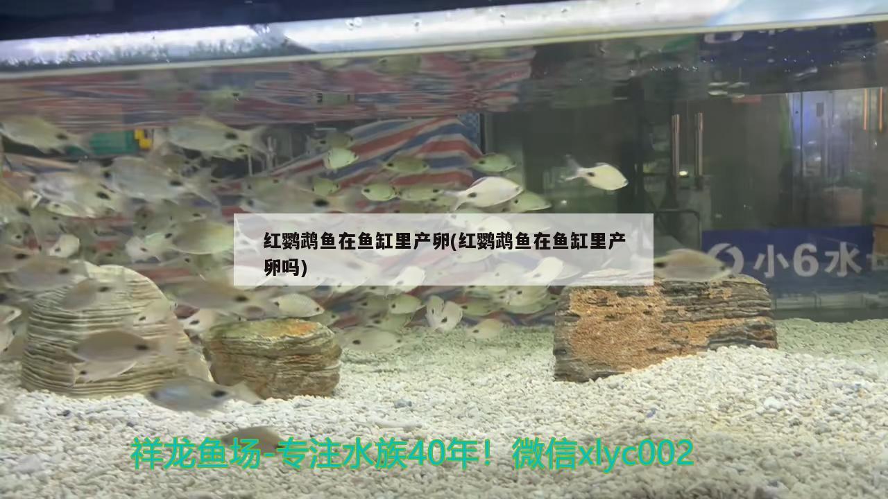 紅鸚鵡魚在魚缸里產(chǎn)卵(紅鸚鵡魚在魚缸里產(chǎn)卵嗎) 鸚鵡魚