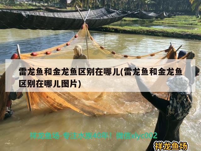 雷龍魚(yú)和金龍魚(yú)區(qū)別在哪兒(雷龍魚(yú)和金龍魚(yú)區(qū)別在哪兒圖片) 虎斑恐龍魚(yú)