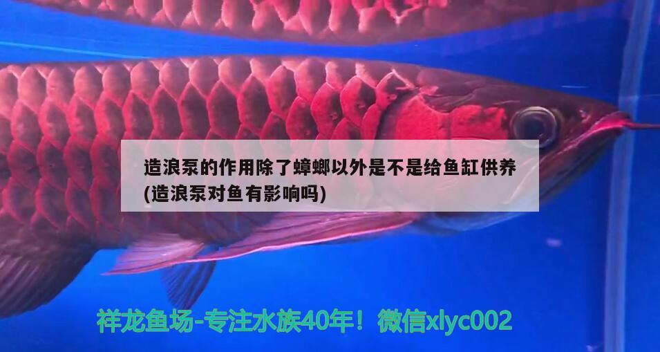 造浪泵的作用除了蟑螂以外是不是給魚缸供養(yǎng)(造浪泵對魚有影響嗎) 魟魚百科