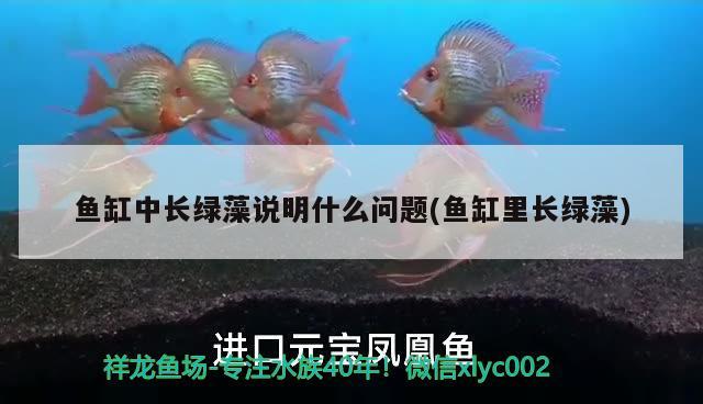 魚(yú)缸中長(zhǎng)綠藻說(shuō)明什么問(wèn)題(魚(yú)缸里長(zhǎng)綠藻)