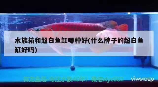 水族箱和超白魚缸哪種好(什么牌子的超白魚缸好嗎) 魚缸/水族箱