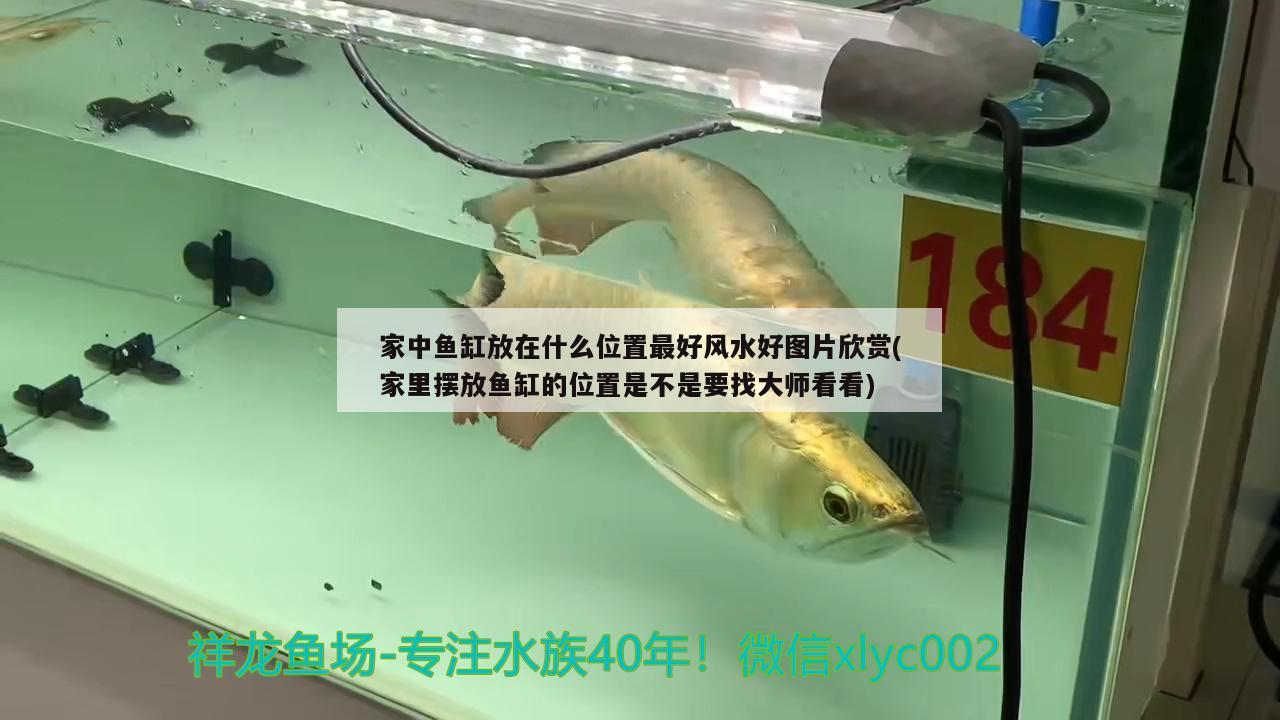 家中魚缸放在什么位置最好風(fēng)水好圖片欣賞(家里擺放魚缸的位置是不是要找大師看看) 魚缸風(fēng)水