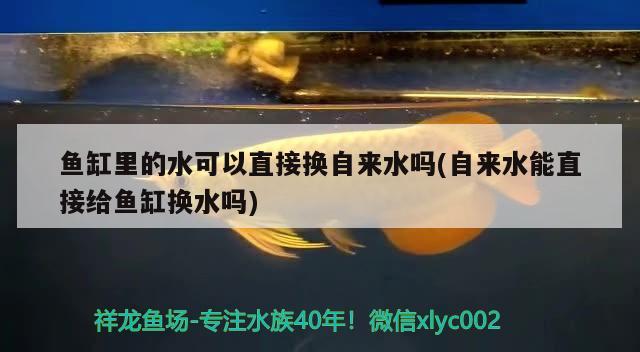 魚缸的魚都蒙眼了怎么辦(魚缸的魚蒙眼是這么回事?)