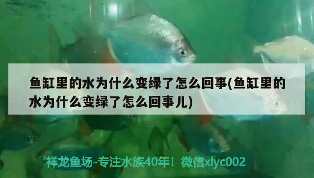 魚缸里的水為什么變綠了怎么回事(魚缸里的水為什么變綠了怎么回事兒)