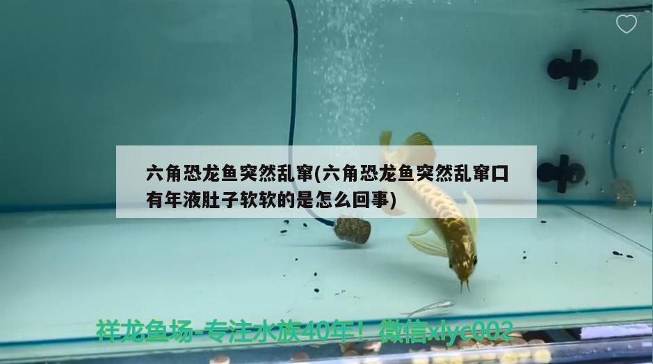 六角恐龍魚突然亂竄(六角恐龍魚突然亂竄囗有年液肚子軟軟的是怎么回事) 印尼小紅龍