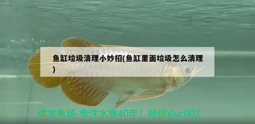 魚缸垃圾清理小妙招(魚缸里面垃圾怎么清理) 夢幻雷龍魚