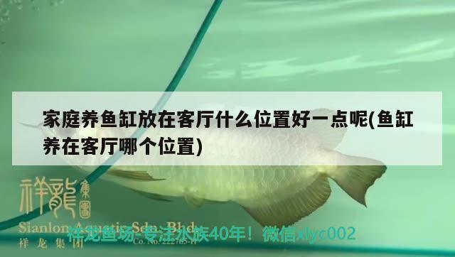 求助小龍入缸第4天 金龍魚糧 第3張