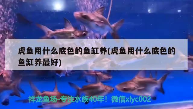 虎魚用什么底色的魚缸養(yǎng)(虎魚用什么底色的魚缸養(yǎng)最好)