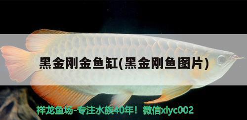 黑金剛金魚缸(黑金剛魚圖片)