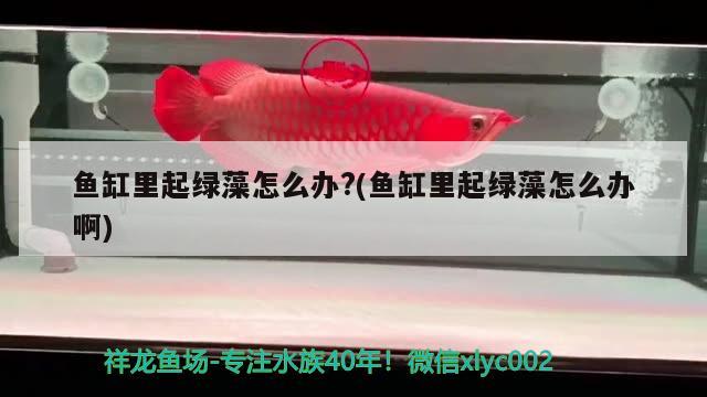 魚缸里起綠藻怎么辦?(魚缸里起綠藻怎么辦啊)