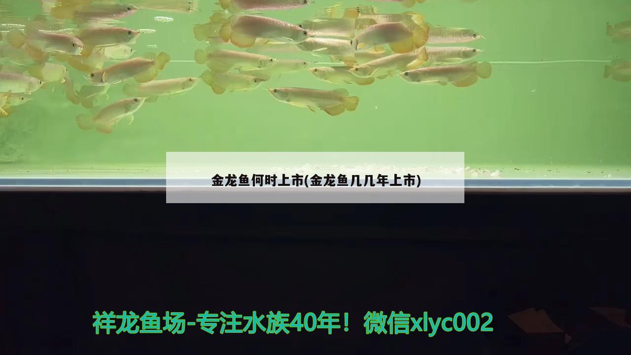 龍魚身上有白點是怎么回事啊圖片：龍魚身上有白色絮狀物怎么辦