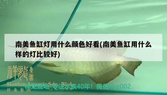 南美魚(yú)缸燈用什么顏色好看(南美魚(yú)缸用什么樣的燈比較好) 白子銀版魚(yú)