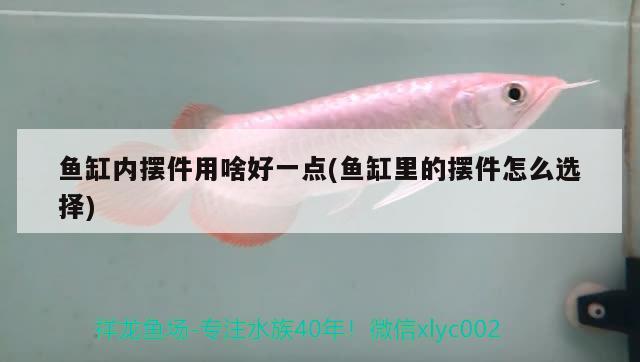 魚(yú)缸內(nèi)擺件用啥好一點(diǎn)(魚(yú)缸里的擺件怎么選擇) 蝴蝶鯉