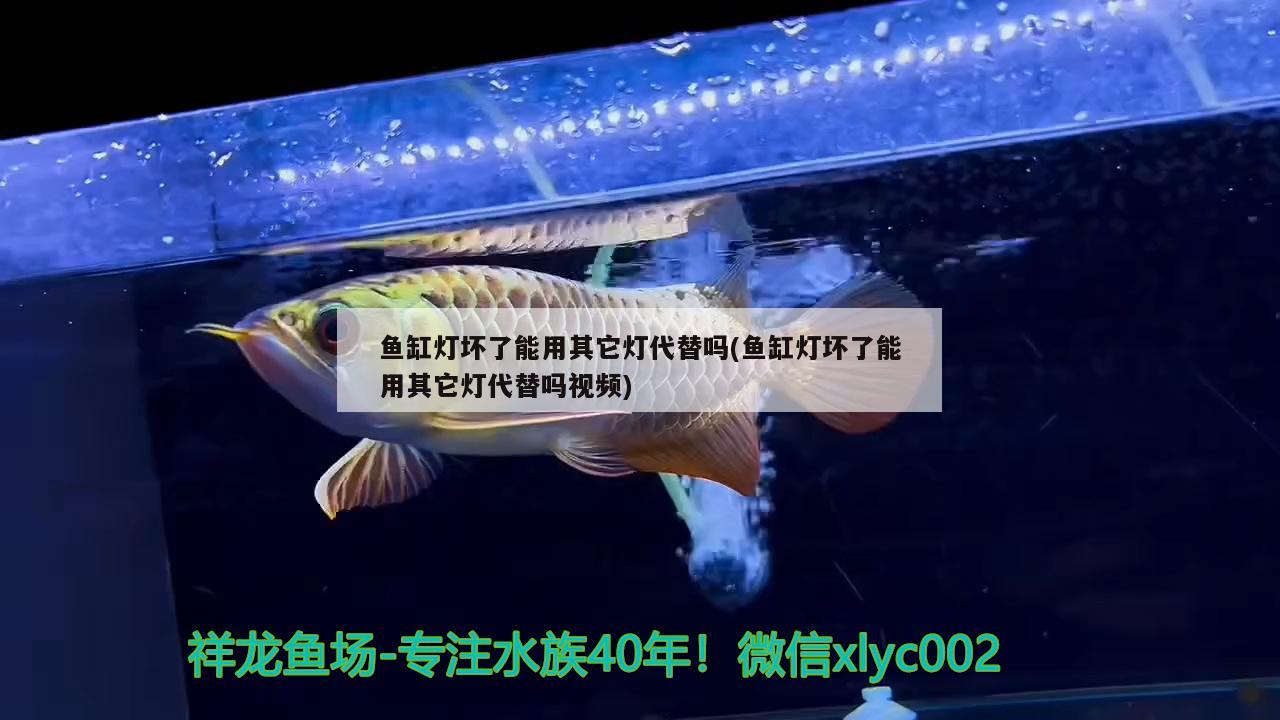 魚缸燈壞了能用其它燈代替嗎(魚缸燈壞了能用其它燈代替嗎視頻) 定時器/自控系統(tǒng)