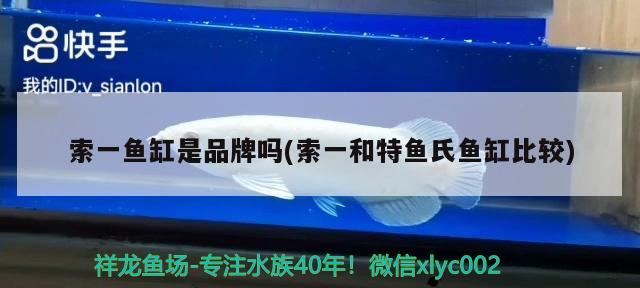 索一魚缸是品牌嗎(索一和特魚氏魚缸比較)