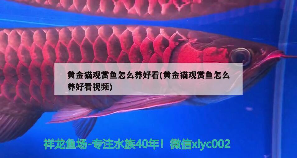 黃金貓觀賞魚怎么養(yǎng)好看(黃金貓觀賞魚怎么養(yǎng)好看視頻)