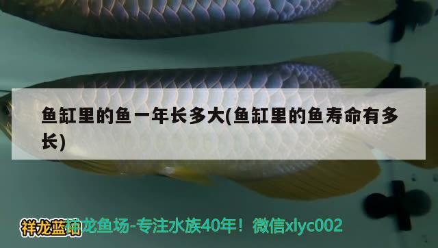 魚缸里的魚一年長多大(魚缸里的魚壽命有多長) 黃金斑馬魚