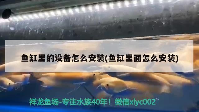 魚缸里的設(shè)備怎么安裝(魚缸里面怎么安裝) 暹羅巨鯉