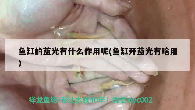 魚缸的藍光有什么作用呢(魚缸開藍光有啥用)