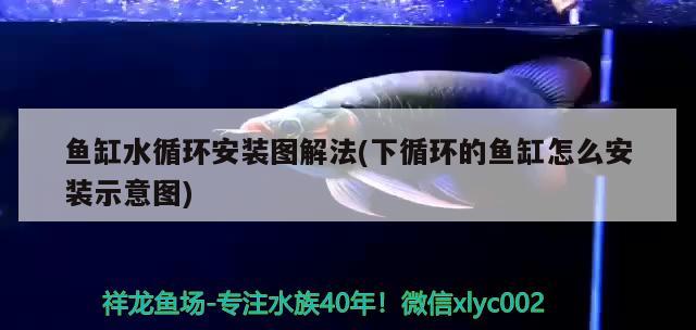 魚缸水循環(huán)安裝圖解法(下循環(huán)的魚缸怎么安裝示意圖) 黑桃A魚