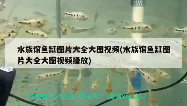 水族館魚(yú)缸圖片大全大圖視頻(水族館魚(yú)缸圖片大全大圖視頻播放) 印尼三紋虎