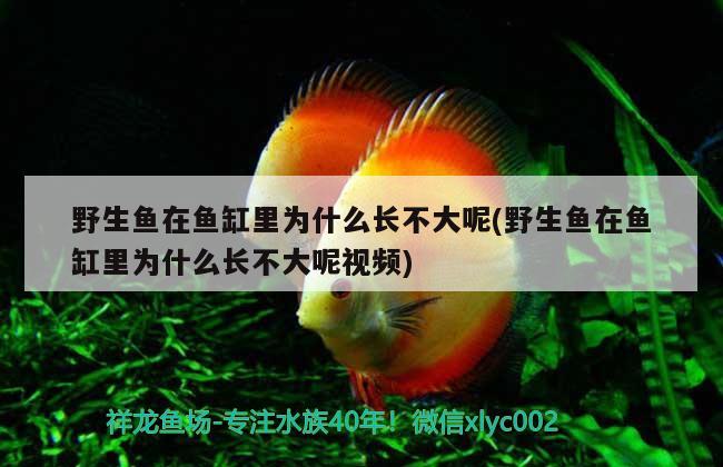 野生魚在魚缸里為什么長不大呢(野生魚在魚缸里為什么長不大呢視頻)