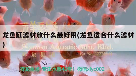 龍魚缸濾材放什么最好用(龍魚適合什么濾材) 魟魚百科