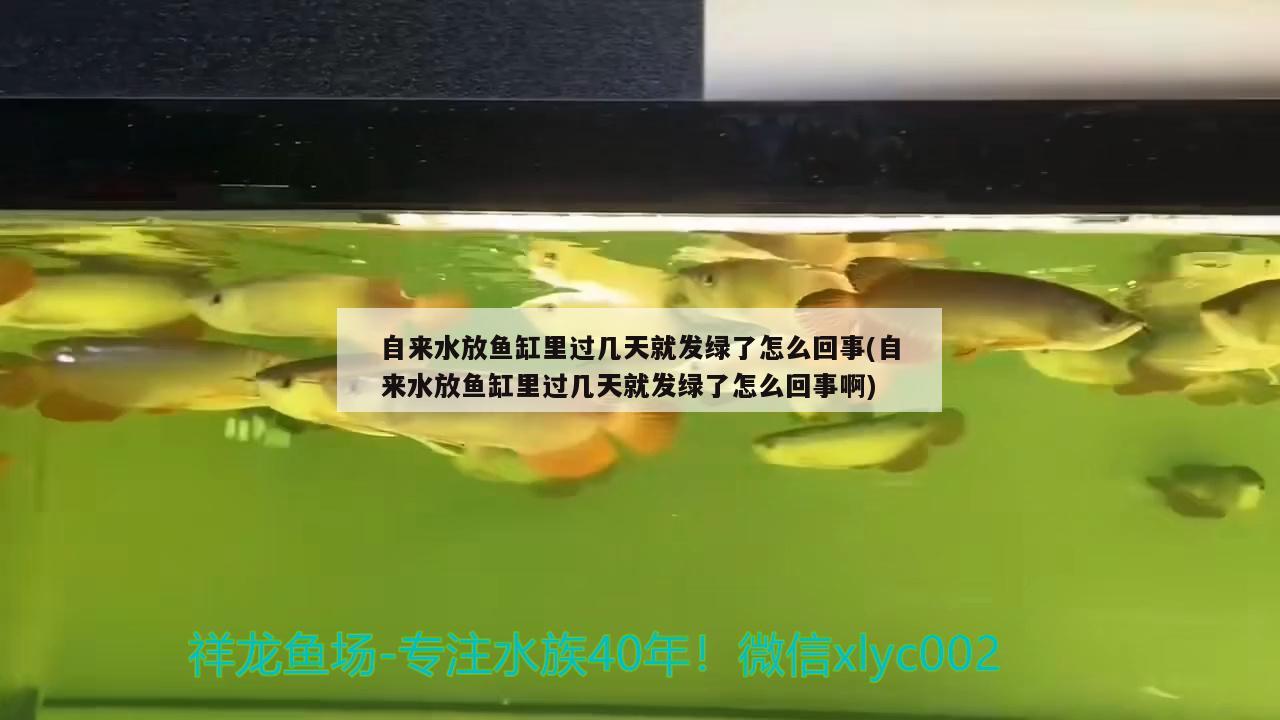 莆田水族館剛回家拍一下魚