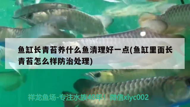 魚缸長青苔養(yǎng)什么魚清理好一點(魚缸里面長青苔怎么樣防治處理)