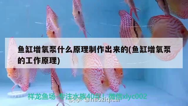 魚缸增氧泵什么原理制作出來的(魚缸增氧泵的工作原理) 白條過背金龍魚