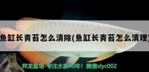 魚缸長青苔怎么清除(魚缸長青苔怎么清理)