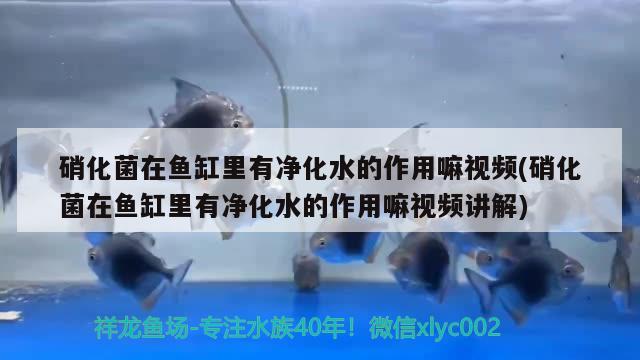 硝化菌在魚(yú)缸里有凈化水的作用嘛視頻(硝化菌在魚(yú)缸里有凈化水的作用嘛視頻講解)