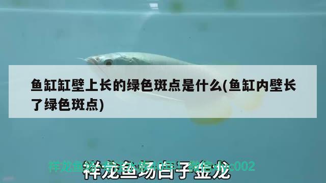 魚缸缸壁上長的綠色斑點(diǎn)是什么(魚缸內(nèi)壁長了綠色斑點(diǎn)) 白子紅龍魚