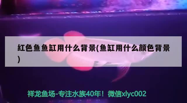 魚鰭分為哪五種鰭的作用分別是什么，魚鰭分為哪五種鰭，腹鰭、背鰭、臀鰭、尾鰭、尾鰭、尾鰭的區(qū)別 水族雜談 第1張