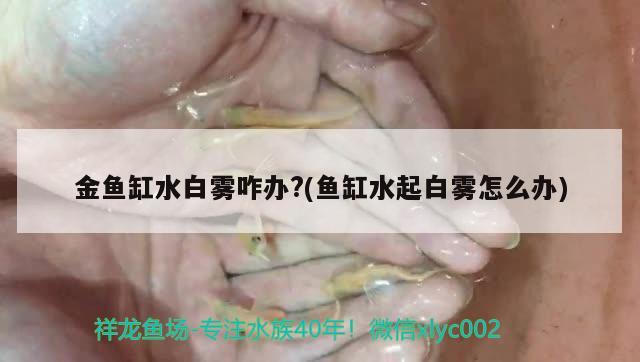 北海二手魚缸出售批發(fā)市場地址電話號碼（ 北海365二手魚缸） 三色錦鯉魚