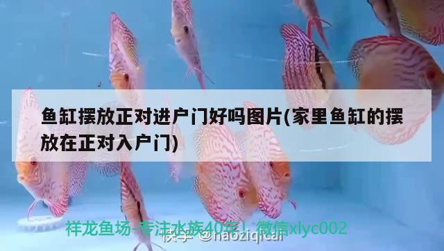 魚缸擺放正對(duì)進(jìn)戶門好嗎圖片(家里魚缸的擺放在正對(duì)入戶門)