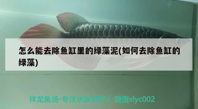 怎么能去除魚(yú)缸里的綠藻泥(如何去除魚(yú)缸的綠藻)