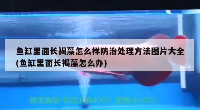 魚缸里面長(zhǎng)褐藻怎么樣防治處理方法圖片大全(魚缸里面長(zhǎng)褐藻怎么辦) 羽毛刀魚苗 第2張