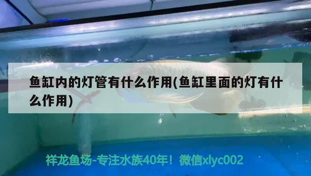 七彩銀龍魚長大后什么樣子的(七彩銀龍魚能長多大)