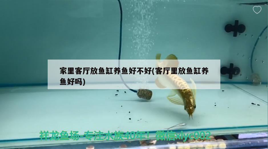 家里客廳放魚缸養(yǎng)魚好不好(客廳里放魚缸養(yǎng)魚好嗎)