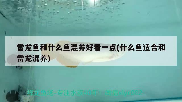 雷龍魚和什么魚混養(yǎng)好看一點(diǎn)(什么魚適合和雷龍混養(yǎng))