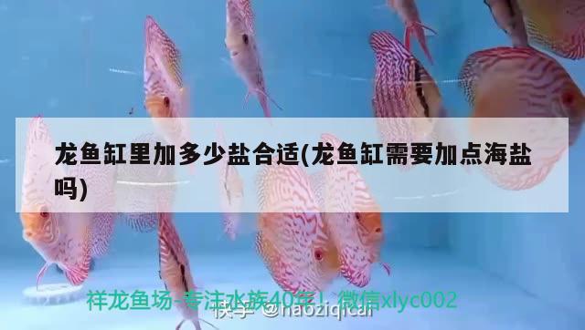 龍魚缸里加多少鹽合適(龍魚缸需要加點海鹽嗎) 廣州龍魚批發(fā)市場