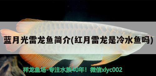 藍月光雷龍魚簡介(紅月雷龍是冷水魚嗎)