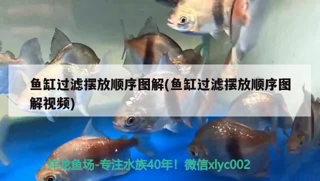 松原觀賞魚群有哪些品種圖片（松原觀賞魚群有哪些品種圖片及名稱） 羽毛刀魚苗 第3張