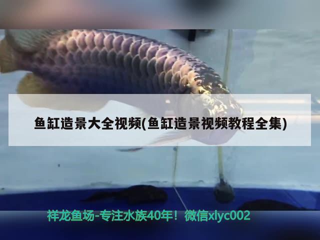 葫蘆島魚缸回收電話多少號?。汉J島觀賞魚回收 養(yǎng)魚的好處 第2張