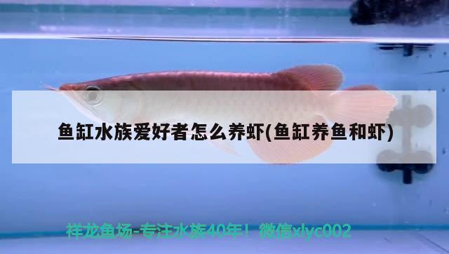 七彩銀龍魚長大后什么樣子的(七彩銀龍魚能長多大) 銀龍魚 第1張