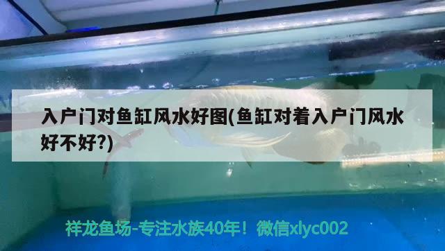 魚缸過濾器滋滋響：魚缸過濾器突然有噪音 廣州水族批發(fā)市場 第1張